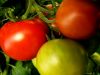 Tomato by Farhad Jafarpour