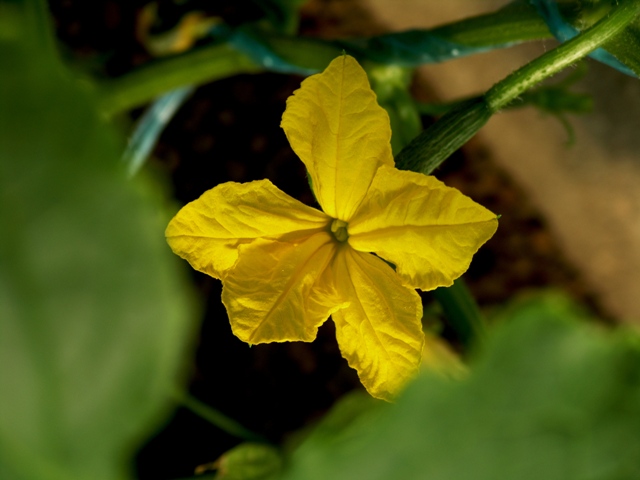 Cucumber