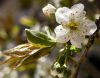 Bloom by Farhad Jafarpour