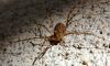 Spider! by Farhad Jafarpour