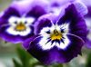 Violet by Farhad Jafarpour