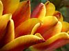 Tulip by Farhad Jafarpour