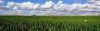 Wheat Field II by Farhad Jafarpour
