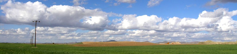 Wheat Field