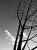 Tree cloud