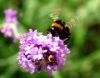 Bumble Bee (3) by Fonzy -