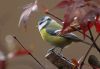 Blue tit (2) by Fonzy -