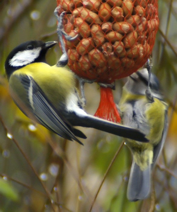 Great tit (Doublet)