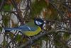 Great tit by Fonzy -