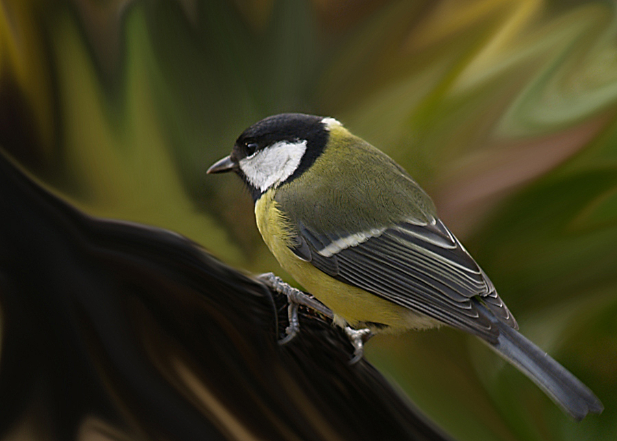 Great Tit (5) re - uploaded