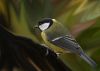 Great Tit (5) re - uploaded by Fonzy -