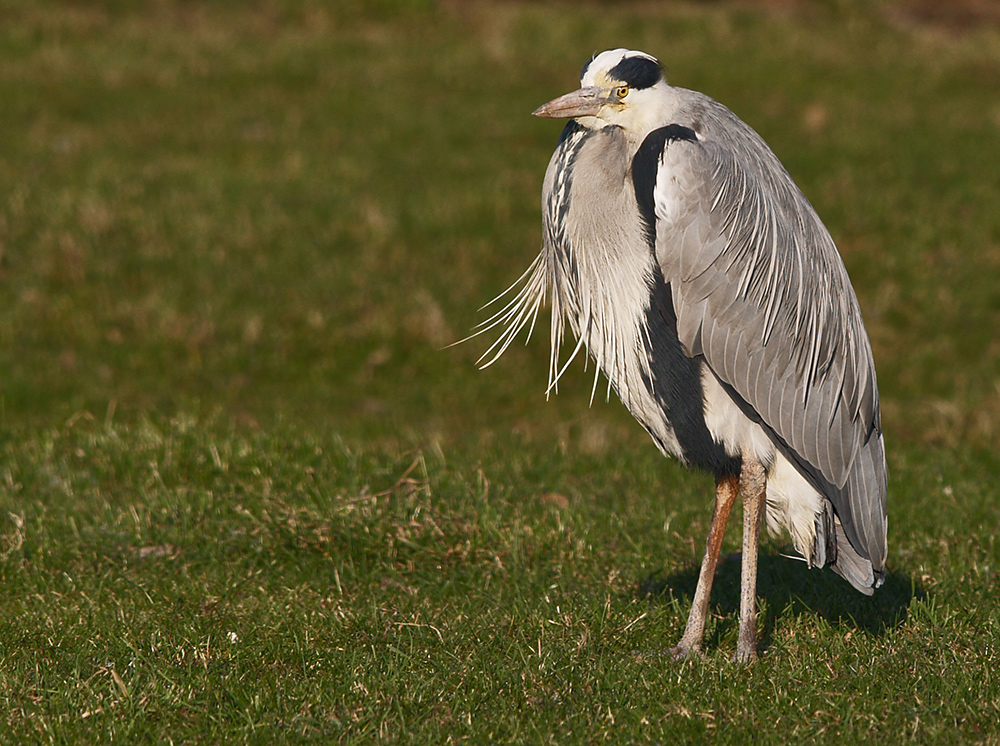 Grey Heron (5)