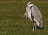 Grey Heron (5) by Fonzy -