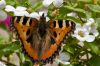 Butterfly with lots of hair