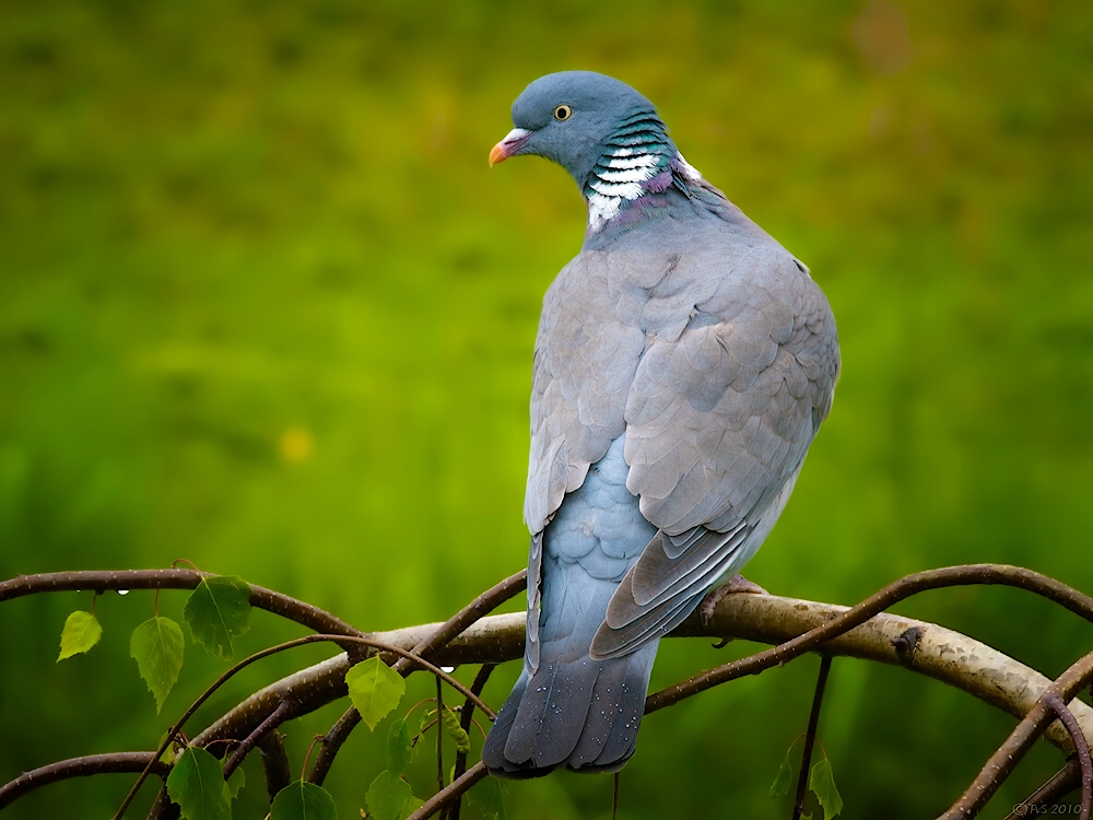 COMMON WOOD PIGEON (2)