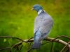 COMMON WOOD PIGEON (2) by Fonzy -