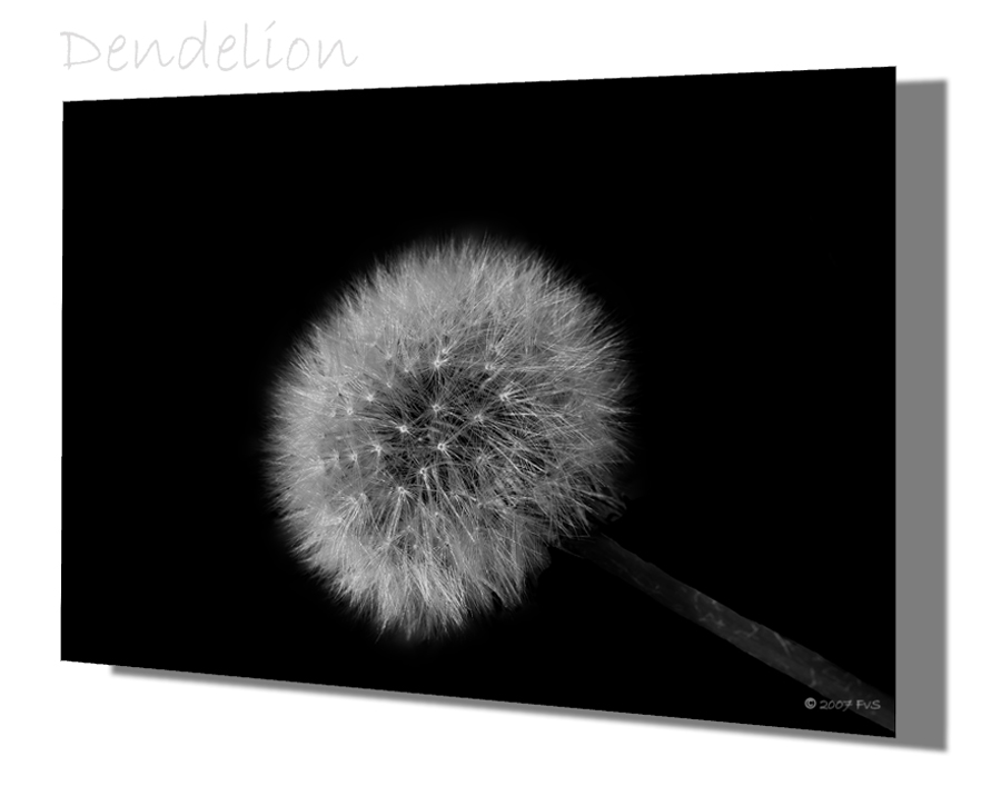 Dendelion