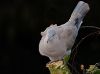 Dove by Fonzy -