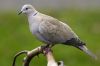 Collared Dove (Revised) by Fonzy -