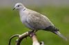 Collared Dove (Revised)