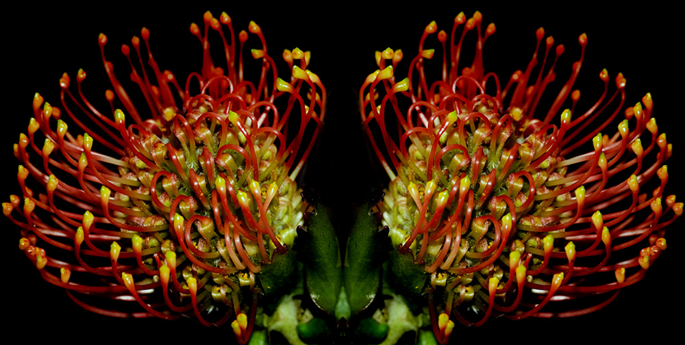 Mirror Flower ( Waratah)