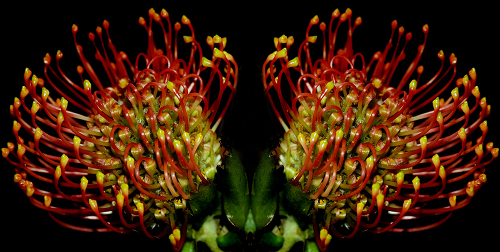 Mirror Flower ( Waratah)