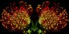 Mirror Flower ( Waratah) by Fonzy -