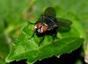 Fly by Fonzy -