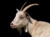 Goat portrait by Fonzy -