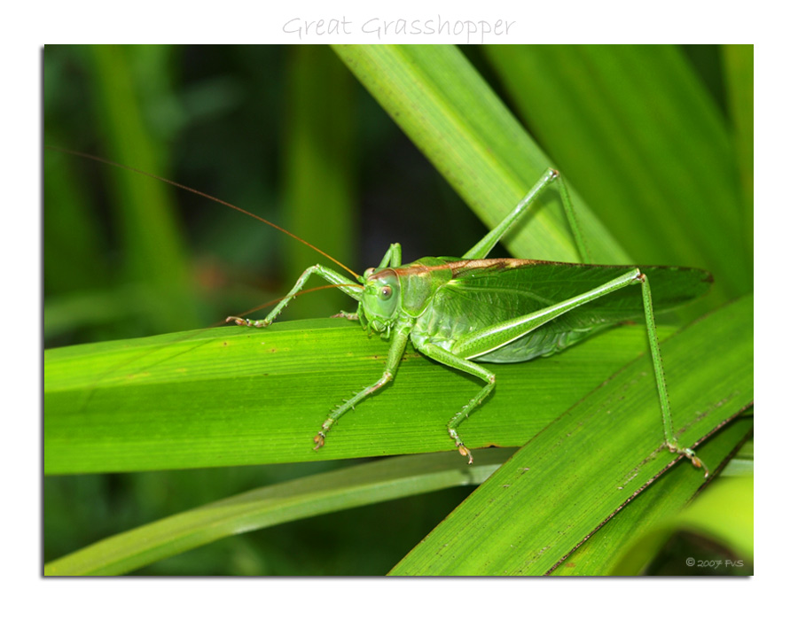 Great Green Grasshopper