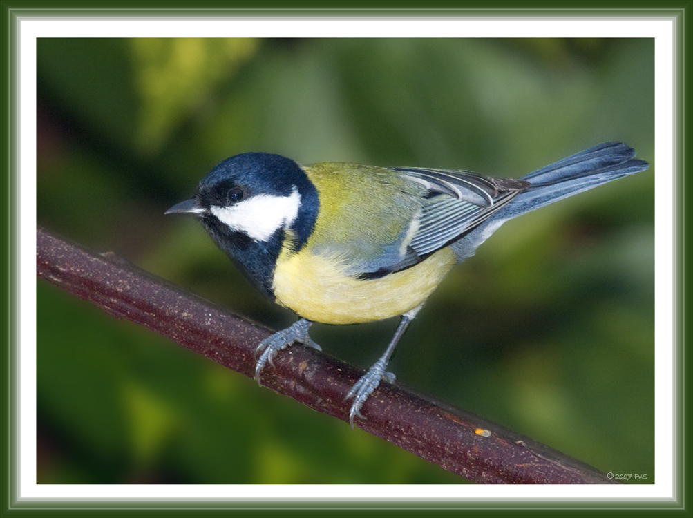 Great Tit (6)