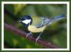 Great Tit (6) by Fonzy -