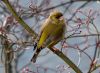 Greenfinch (Carduelis chloris) by Fonzy -