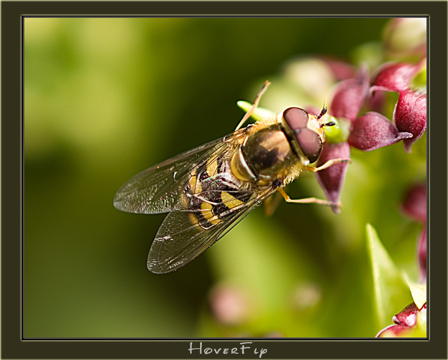 Hoverfly