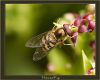 Hoverfly by Fonzy -