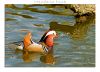 Mandarin Duck by Fonzy -