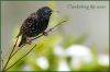 Starling overlooking the last snow by Fonzy -