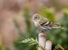 Sisken ( Carduelis spinus ) by Fonzy -