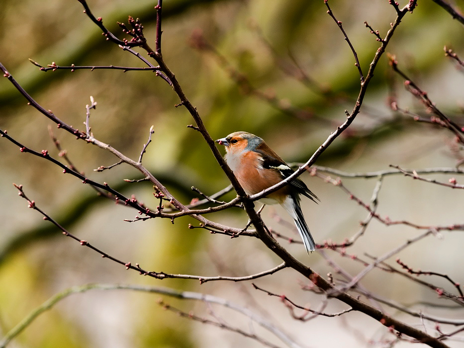 Fresh blossom for the Chaffinch