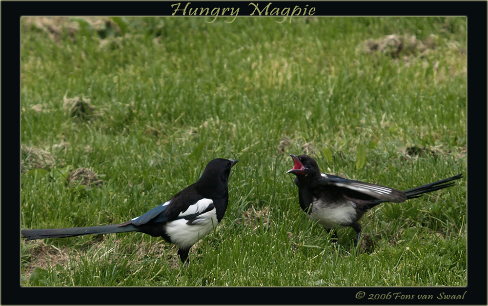Hungry Magpie