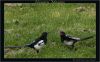 Hungry Magpie by Fonzy -