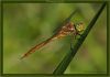 Dragonfly (7) by Fonzy -