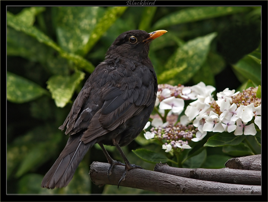 Blackbird