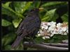 Blackbird by Fonzy -
