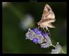Moth by Fonzy -