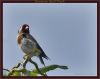 European Gold Finch by Fonzy -