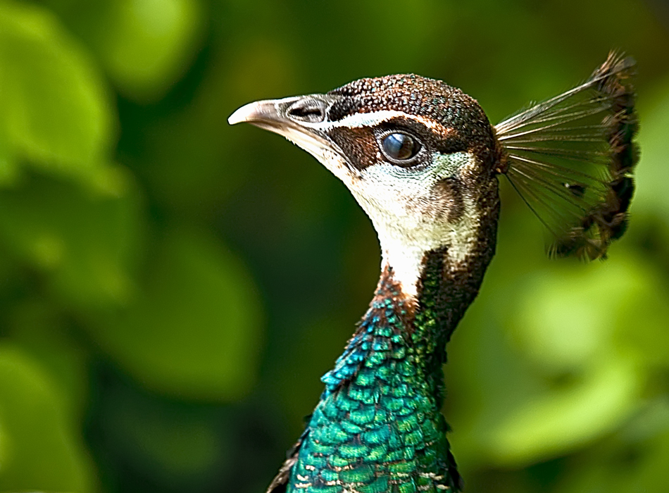 Female Peahen