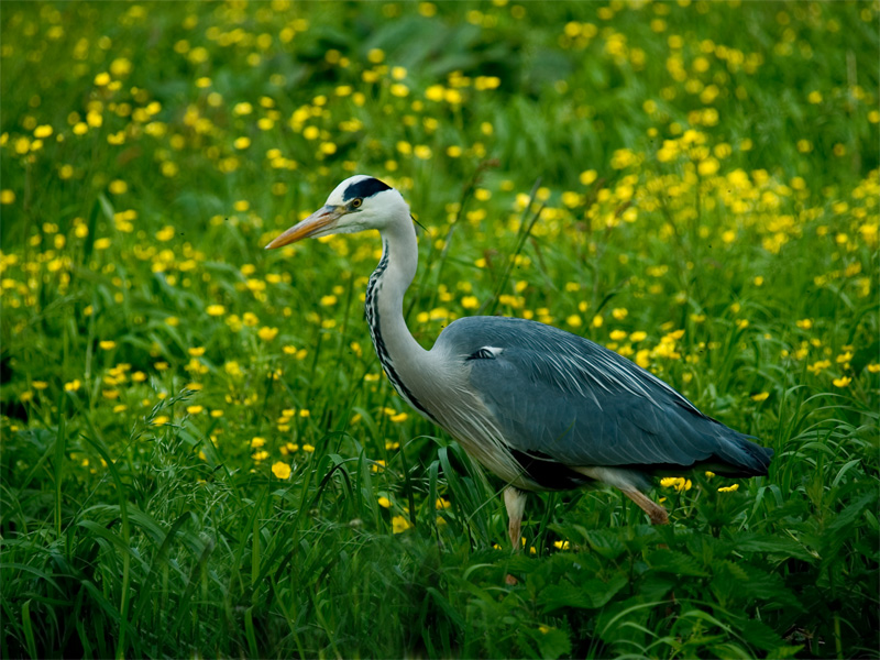 Grey Heron