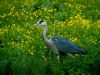Grey Heron by Fonzy -