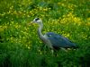 Grey Heron by Fonzy -